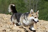 CORGI PEMBROKE 582